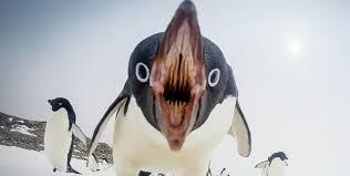 Noot Noot 